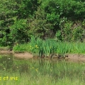 églantines et iris2