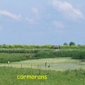 cormorans2