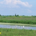 famille cygne.2