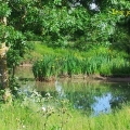 iris dans ile.2