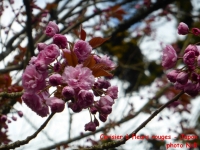cerisier rouge