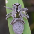 metamorphose 2