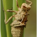 metamorphose 3