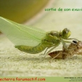 metamorphose 4