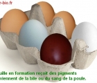 couleurs poule
