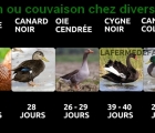 couvaisons