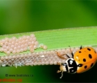 coccinelle