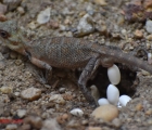 lezard