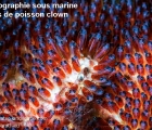 poisson clown
