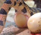 serpents