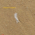 traces oiseau