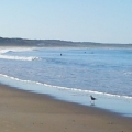 goeland