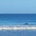 surfeurs