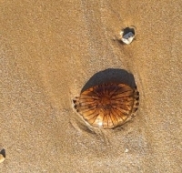meduse mieux
