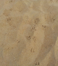traces mouettes