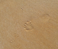 traces pied