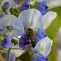 abeille