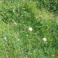 marguerites