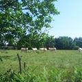 vaches