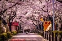 sakuras