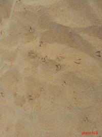 trace mouette