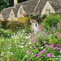 fleurs et maisons