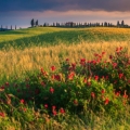 fleurs rouges