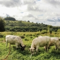 vaches