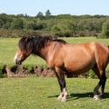 cheval