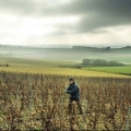 vignes