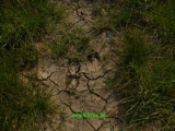 traces