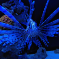 test-fairphone-aquarium-0003