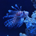 test-fairphone-aquarium-0004