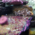 test-fairphone-aquarium-0008