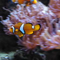 test-fairphone-aquarium-0011