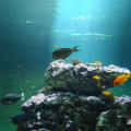 test-fairphone-aquarium-0013