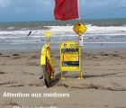 pas chien