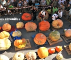 citrouilles