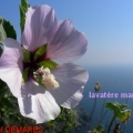 lavatere