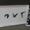 oiseaux