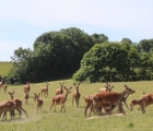 biche court