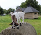 chevre perchee