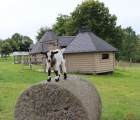 chevre sur chanvre