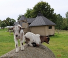 chevres a deux...
