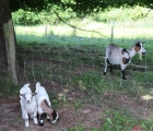 chevres broutent