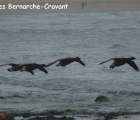 groupe vole de face