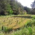 crpa vigne