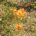coquelicots