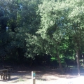 picnic