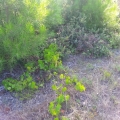 vigne sauvage